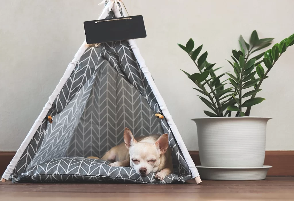 Dog house teepee