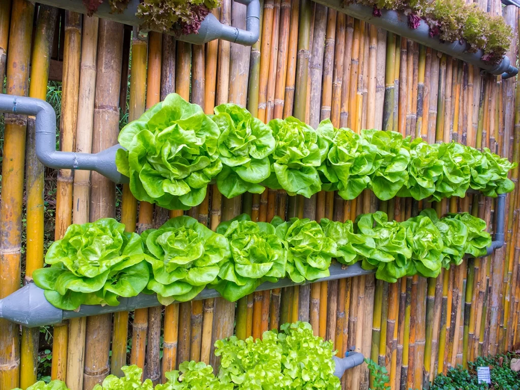 vertical garden